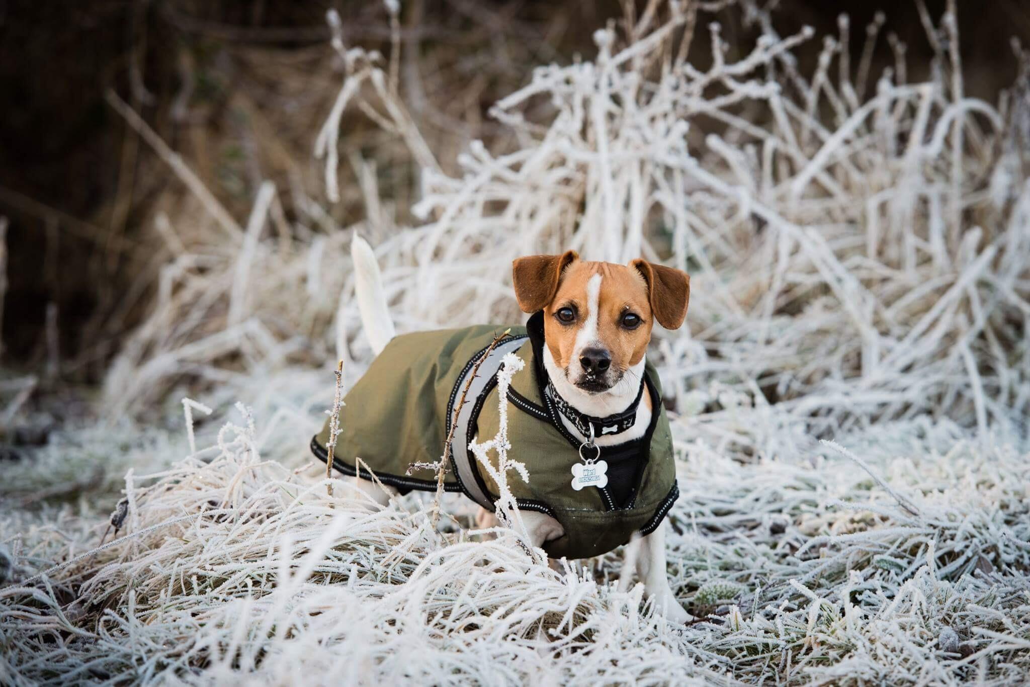 Danish Design Ultimate 2 in 1 Dog Coat, Khaki