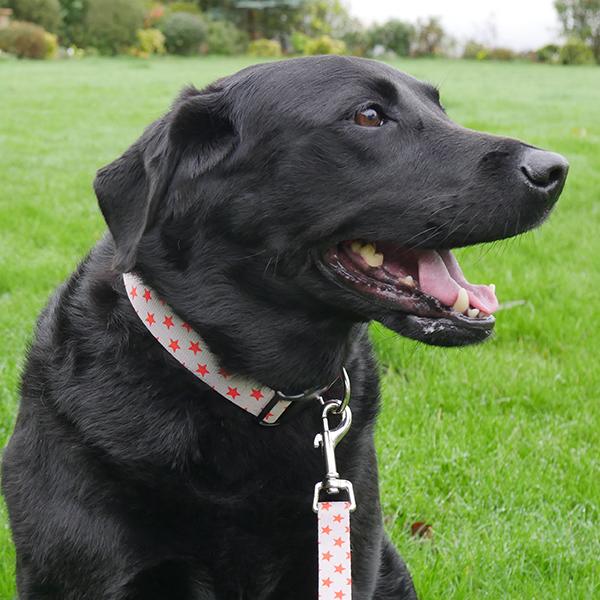Rosewood Grey Star collar and Lead