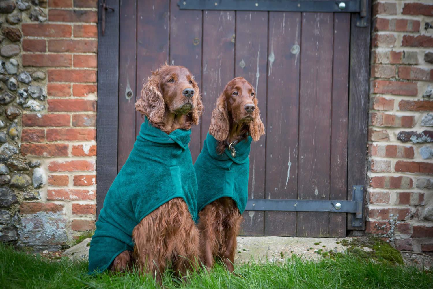 Red Setters in green drying coat