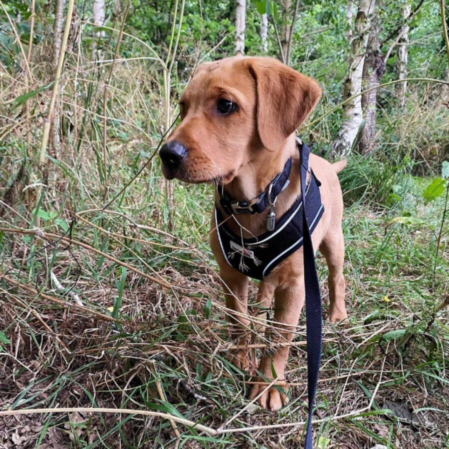 Doodlebone Originals Snappy Harness Coal