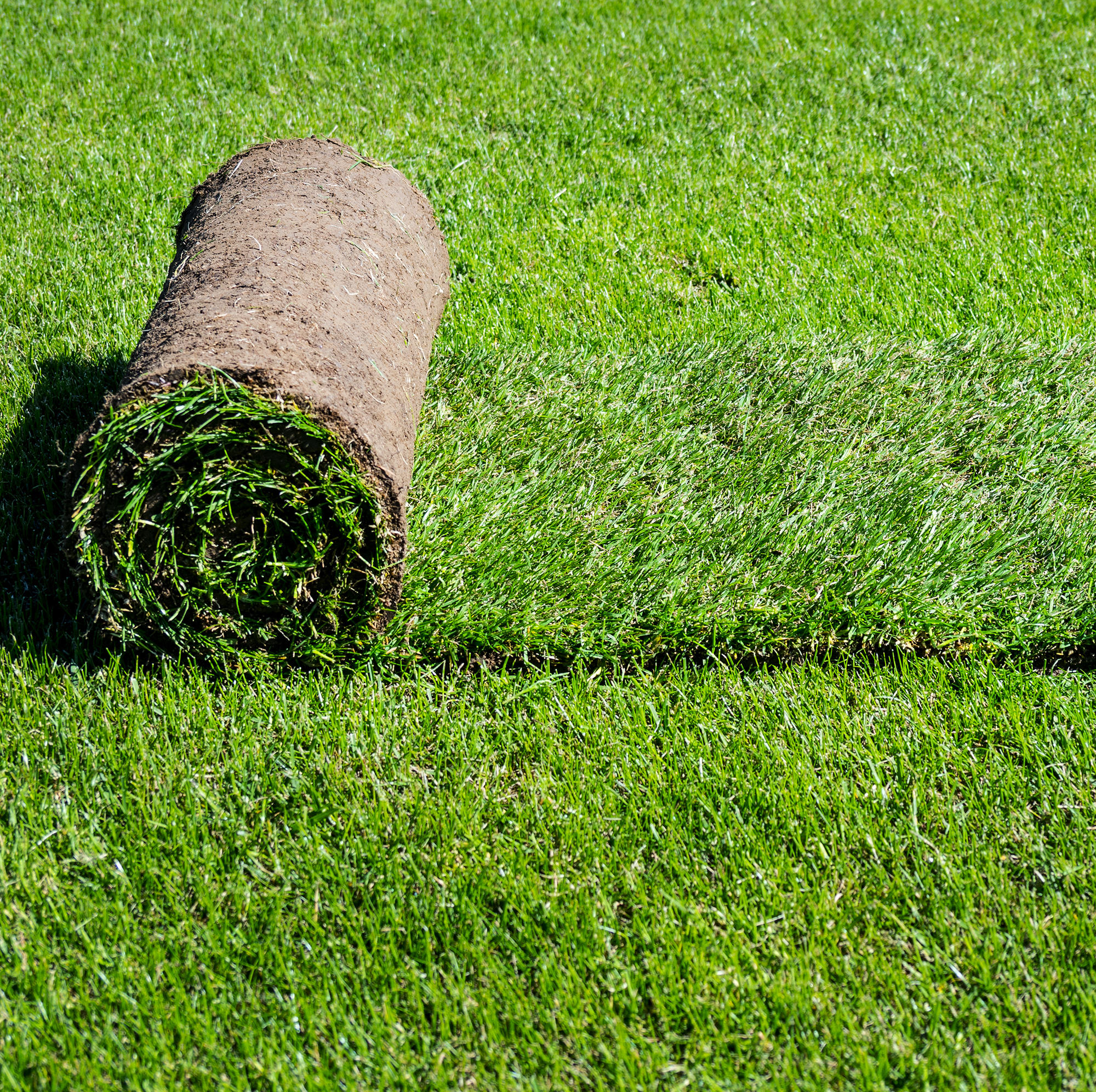 Locally Grown Netting Free Turf From Dorset