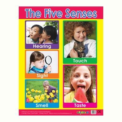 Educational Poster | Learn the 5 Senses PSHE Reference Chart Classroom Poster