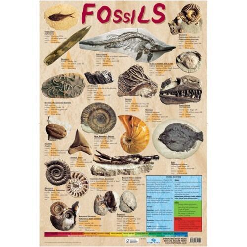 Educational Posters | Fossils Reference Chart Poster