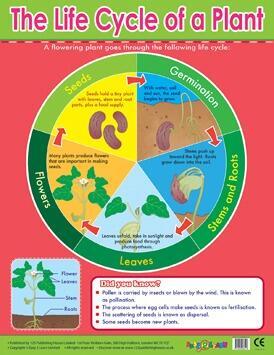 Educational Poster | Learn About Plant Lifecycles - Reference Chart Classroom Poster