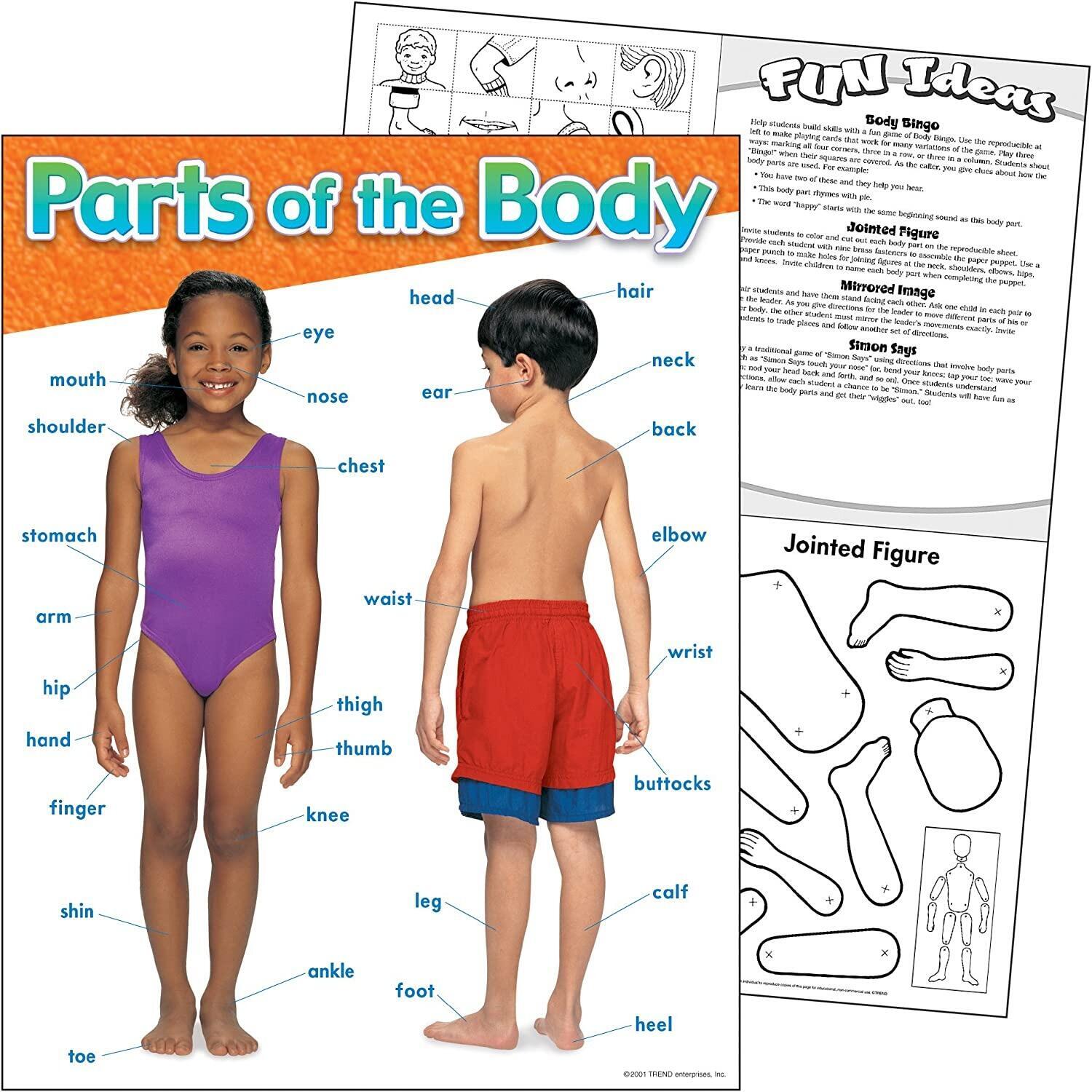 Educational Poster | Learn Parts of the Body Classroom Poster/Chart (T38048)