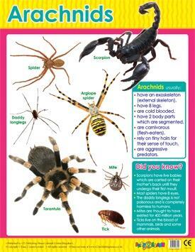 Educational Poster | Learn About Arachnids Reference Chart Classroom Poster