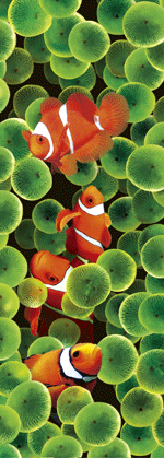 3D Bookmarks | Bulk Packs of Stunning Clown Fish 3D Bookmarks. Ideal Reading Incentive/Party Gift