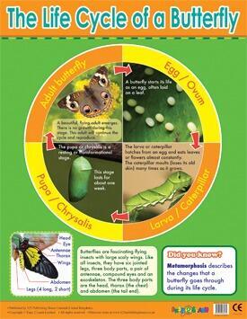 Educational Poster | Learn About the Butterfly Lifecycle Science Nature Poster