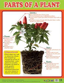Educational Poster | Learn Parts of a Plant Reference Chart Classroom Poster