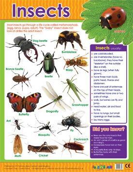 Educational Poster | Learn About Insects Reference Chart Classroom Poster