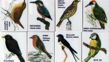 British Bird Gifts | Colourful Bird Erasers - Packs of 8 Birds.
