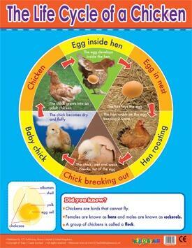 Educational Poster | Learn About the Chicken Lifecycle Science/Nature Poster
