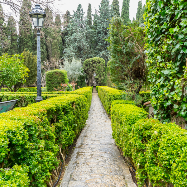 How To Prune Shrubs
