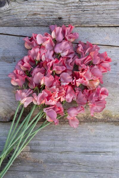 Sweet Pea Kings Ransom