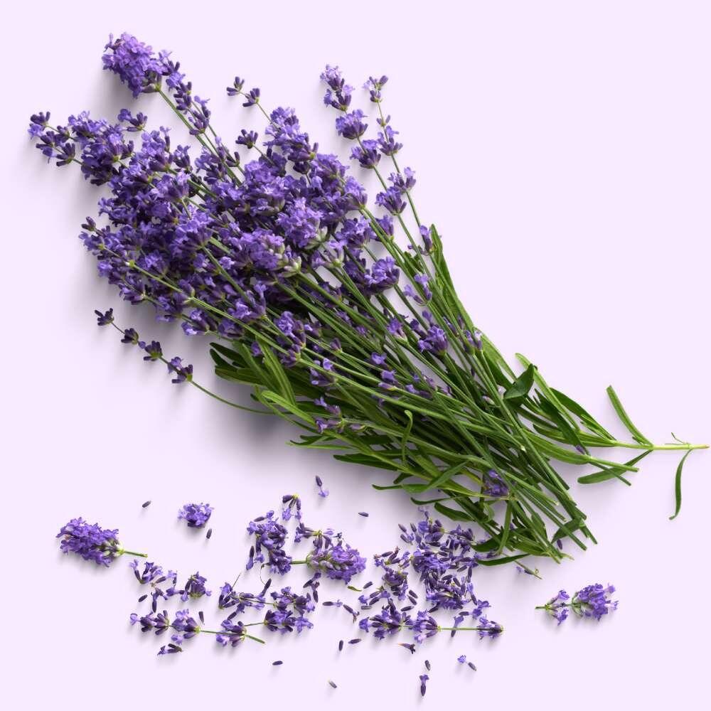 lavender flowers