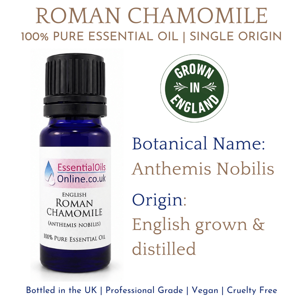 Roman Chamomile essential oil English Anthemis Nobilis Information