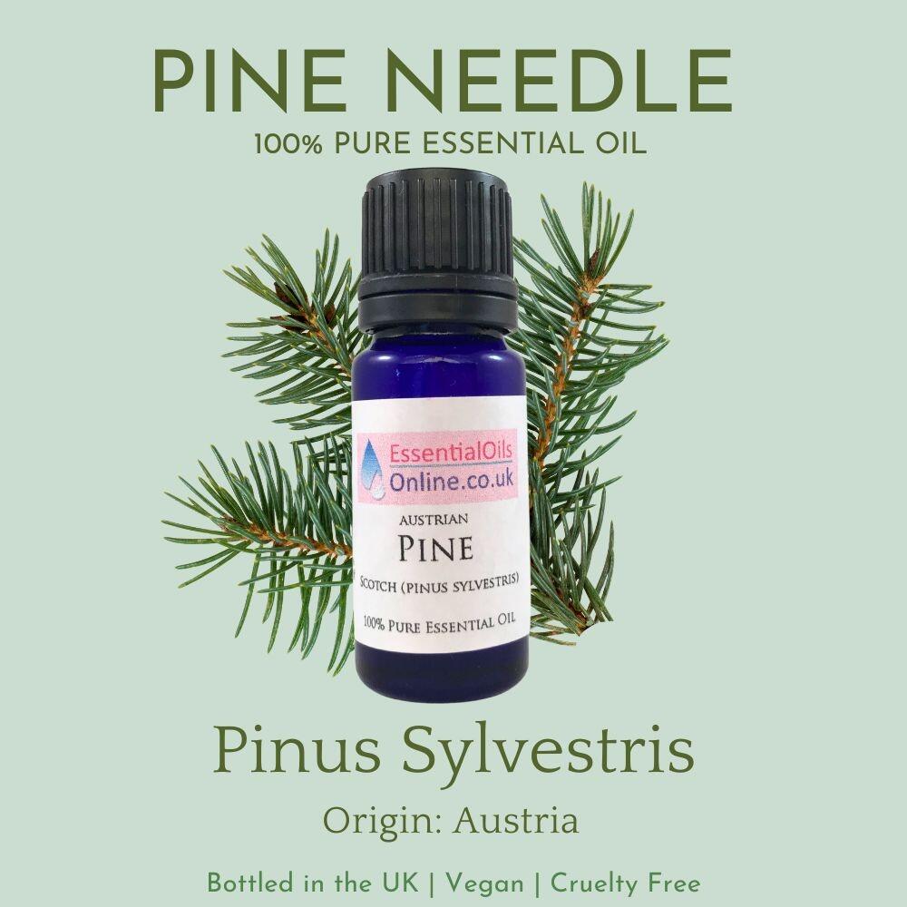 Pine essential oil information