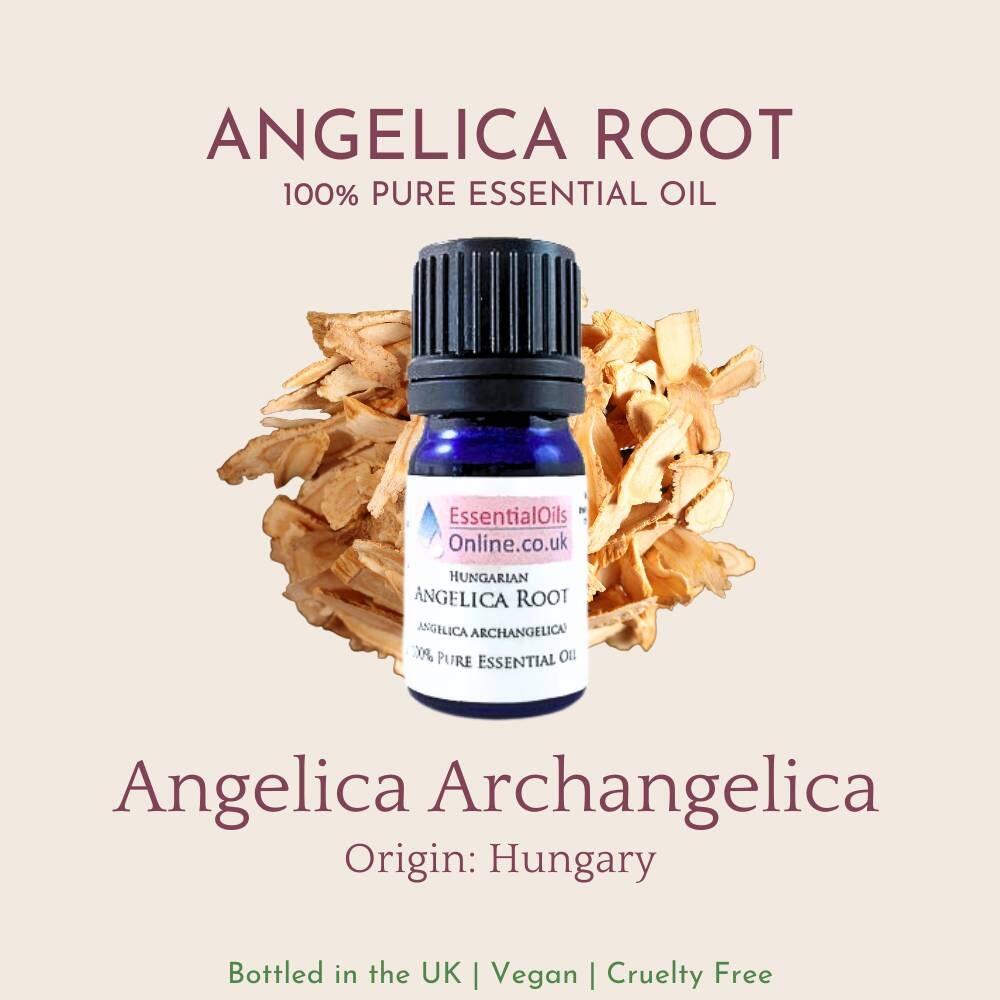 Angelica Root Essential Oil information