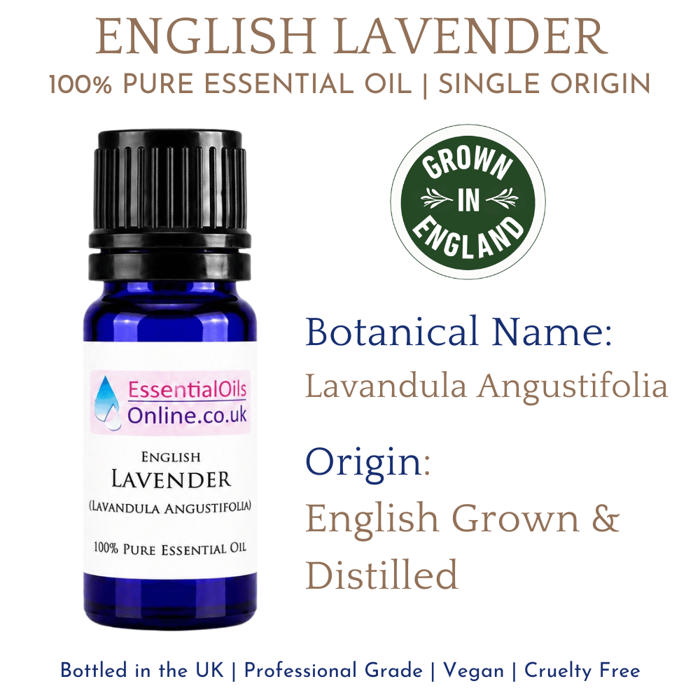 English lavender essential oil - Lavandula Angustifolia - Infographic
