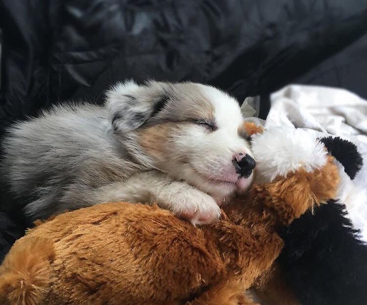 smart pet love snuggle puppy