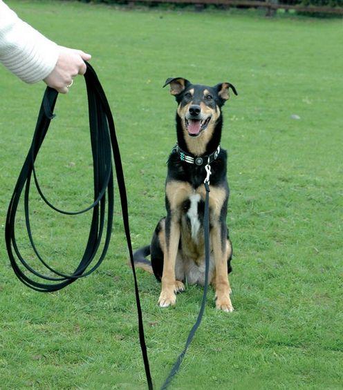 long line dog training