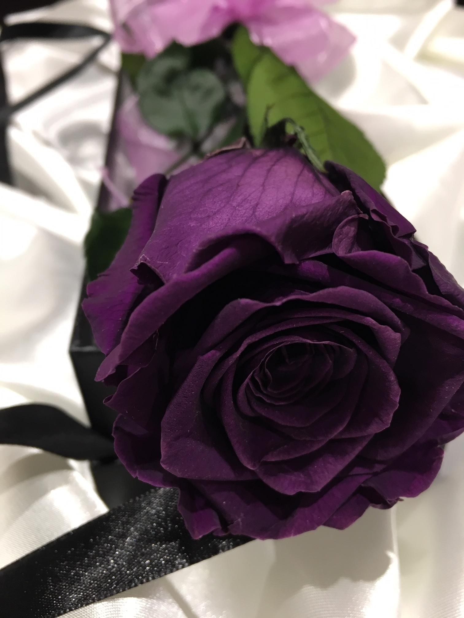 Dark Purple Rose Ubicaciondepersonascdmxgobmx