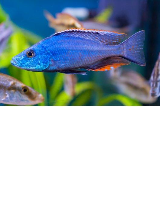 Malawi Eyebiter 5cm Dimidiochromis Compressiceps Aquatic Buyers Club