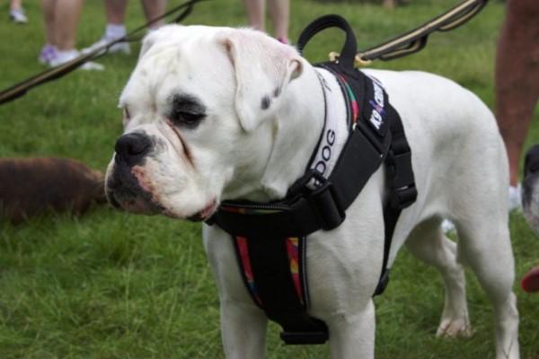 brilliant k9 harness sizing