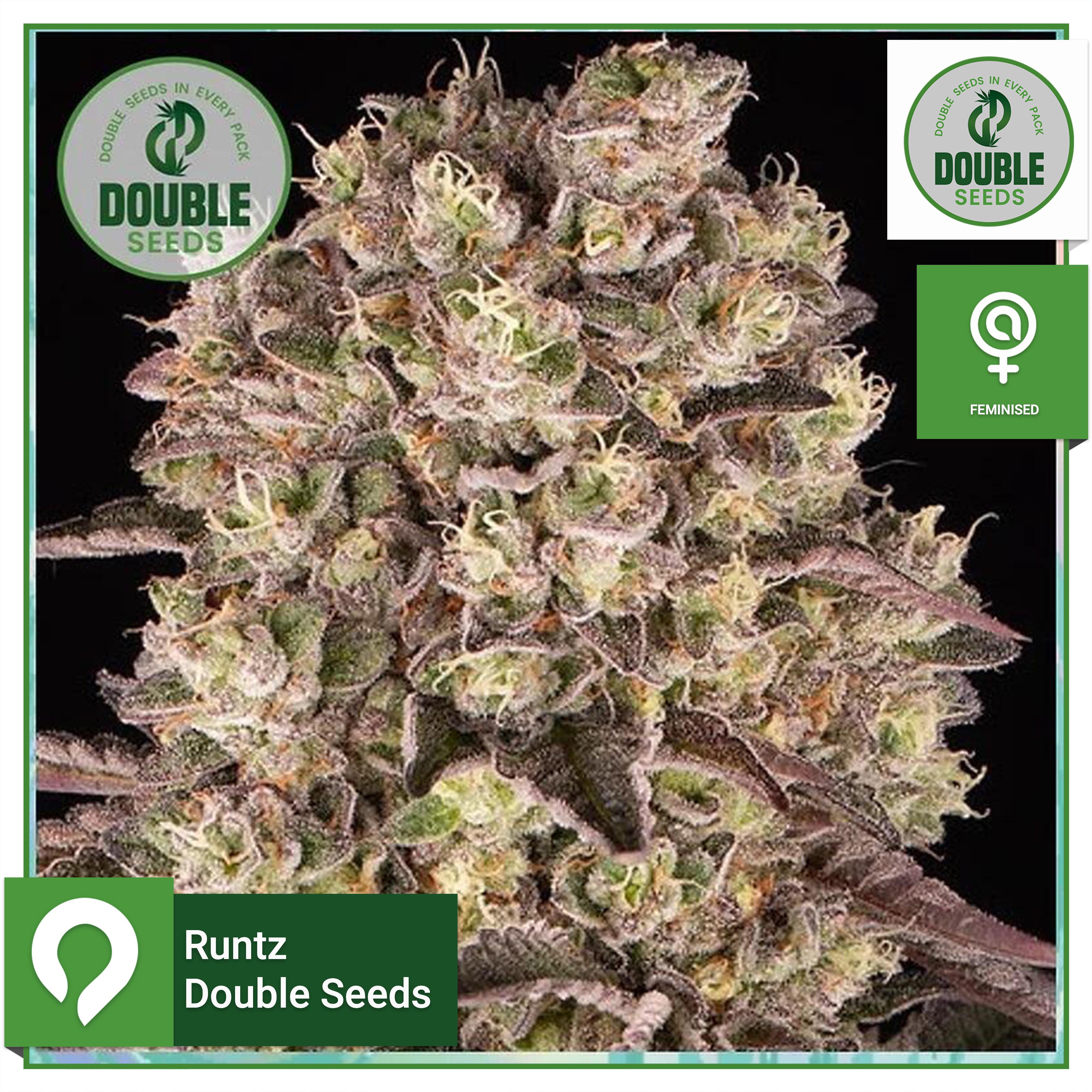 Runtz Double Seeds Feminised Seeds Kazam Seeds