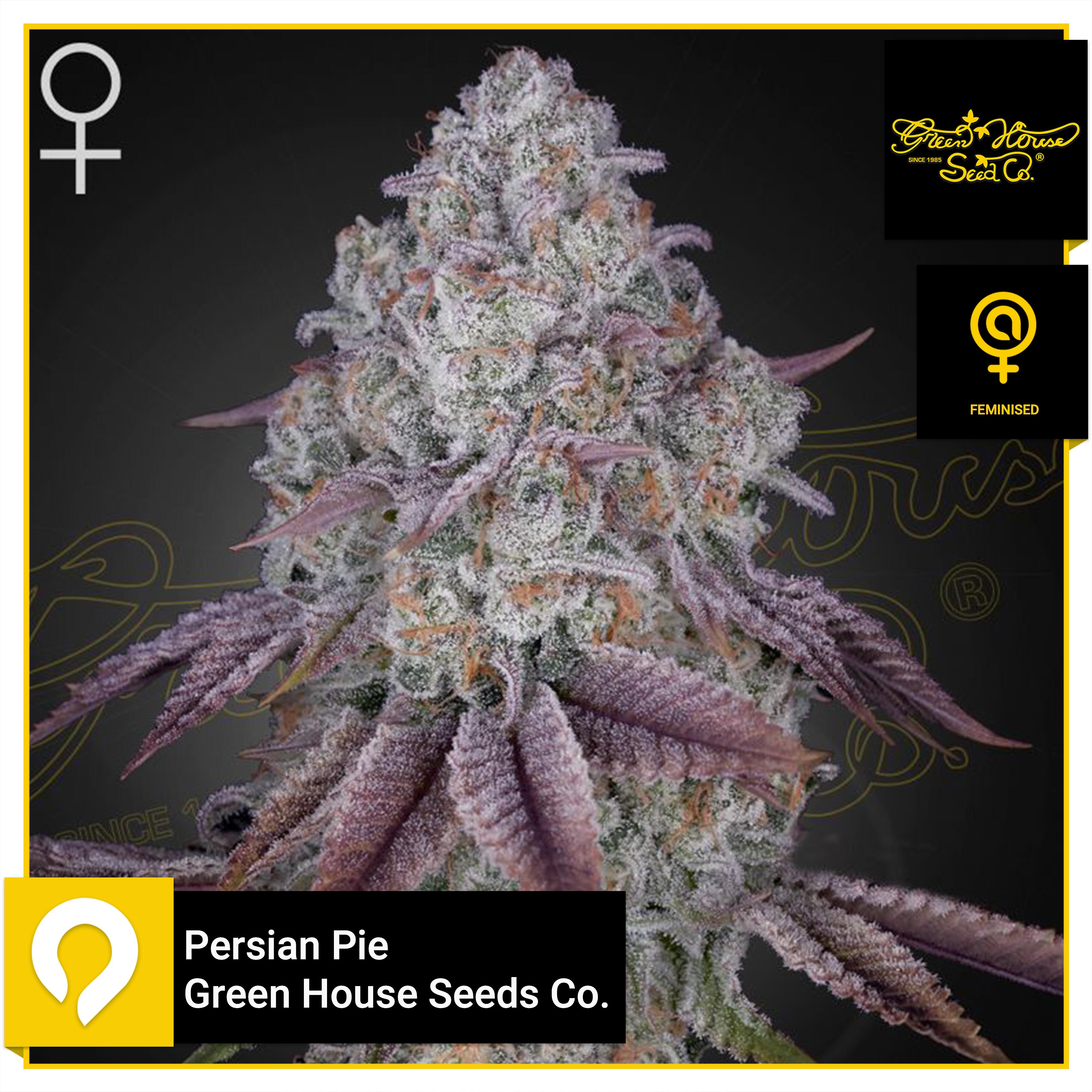 Persian Pie Green House Seeds Co Feminised Seeds Kazam Seeds