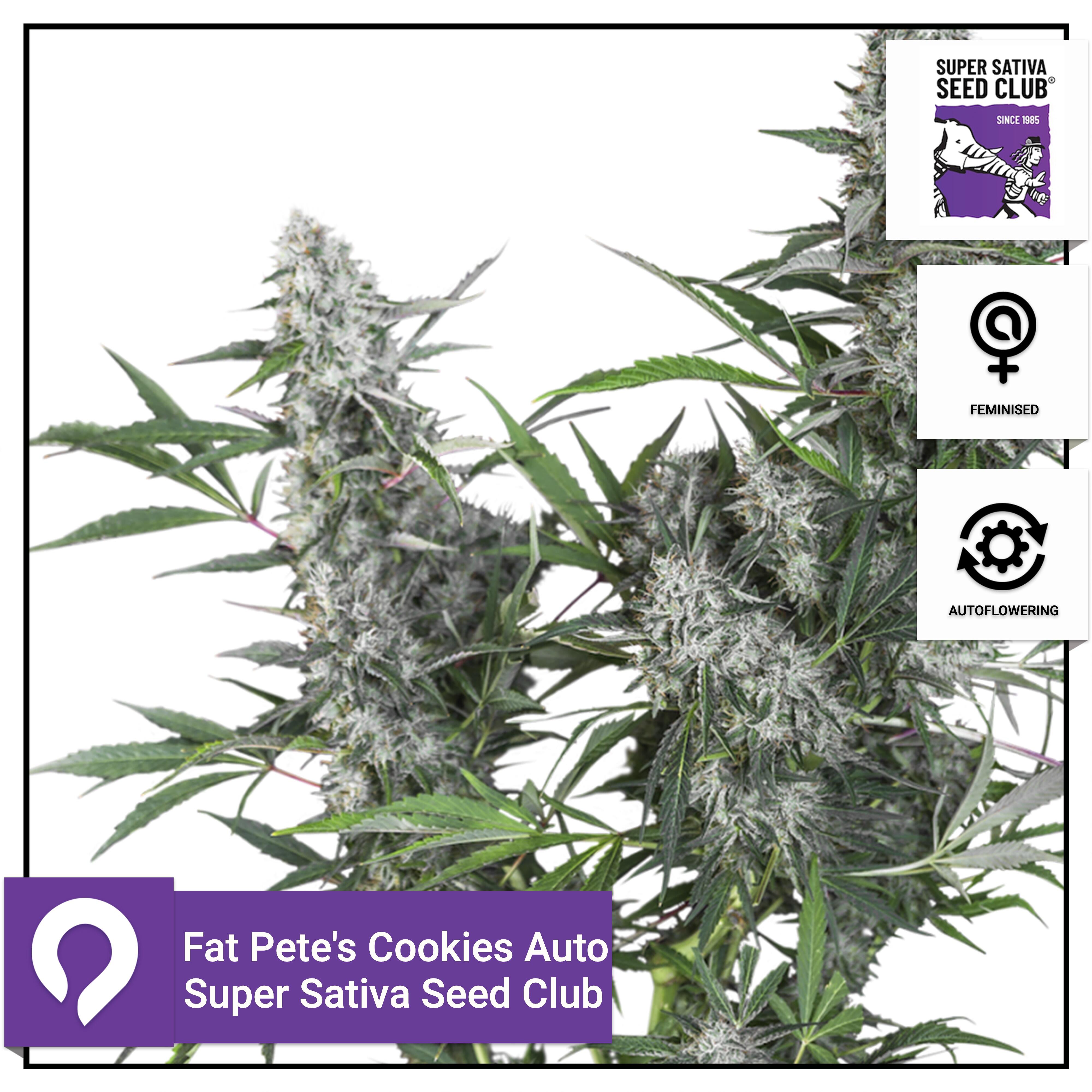 Fat Pete S Cookies Auto Super Sativa Seed Club Feminised Seeds