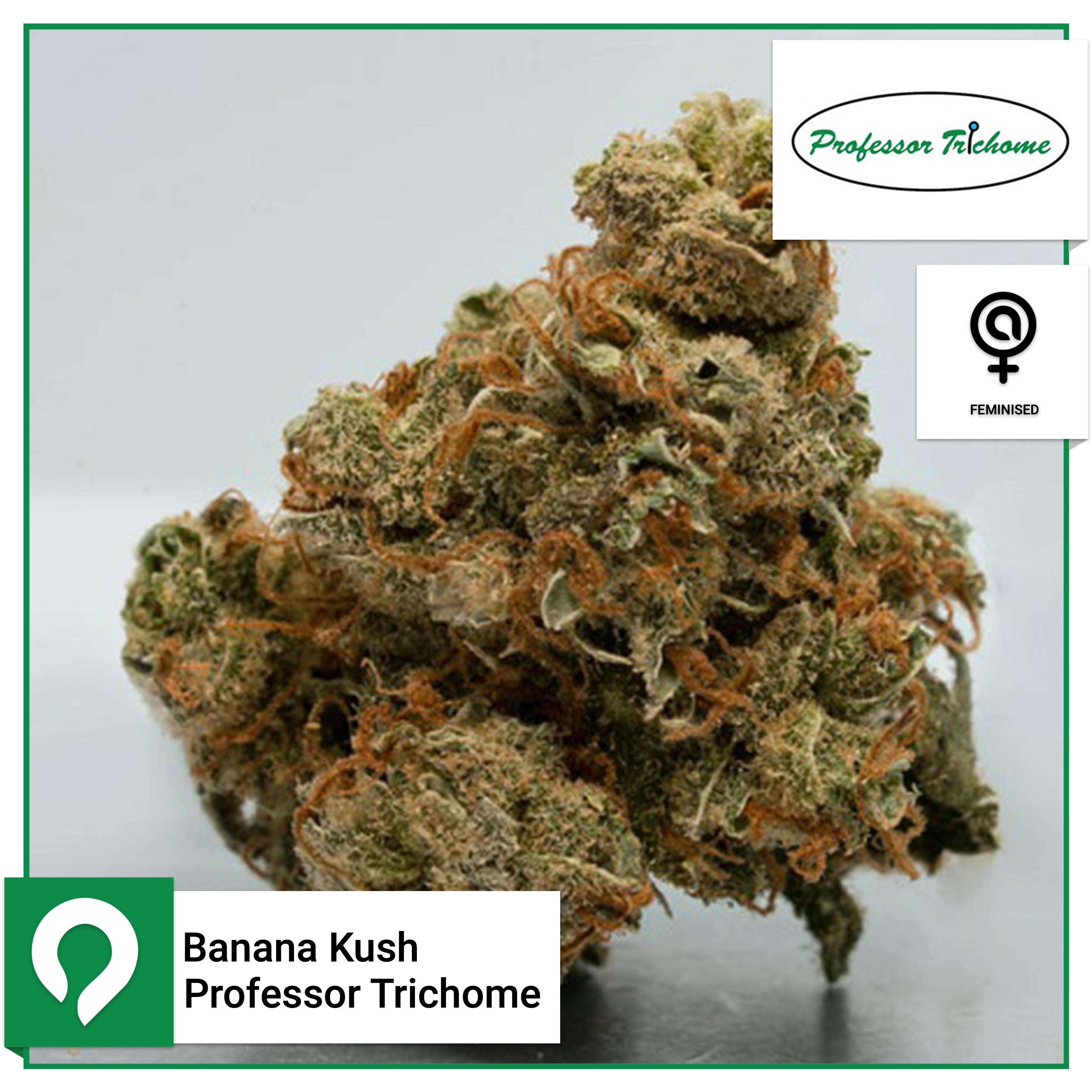 Banana Kush Professor Trichome Feminised Seeds Kazam Seeds