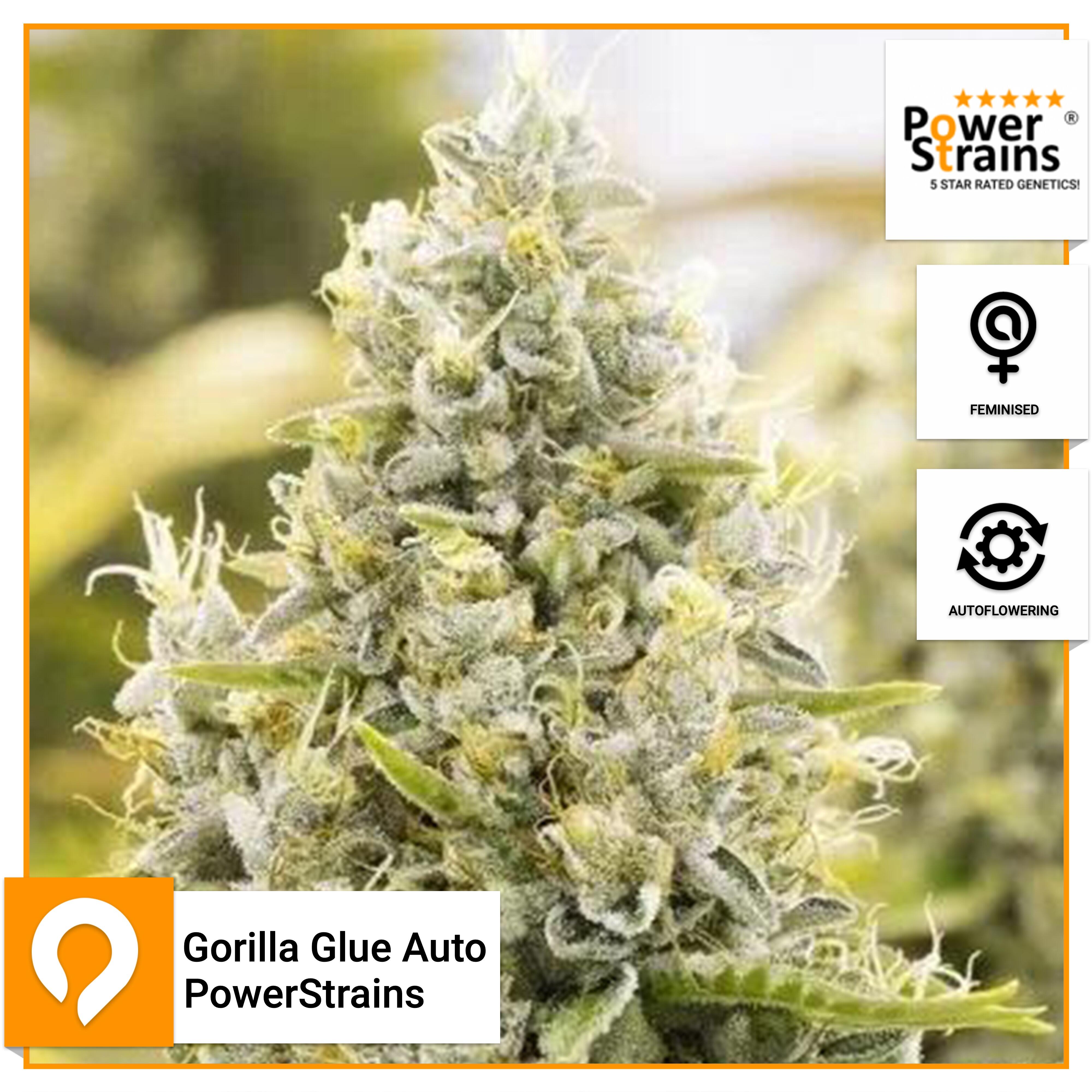 Gorilla Glue Auto Powerstrains Feminised Seeds Kazam Seeds