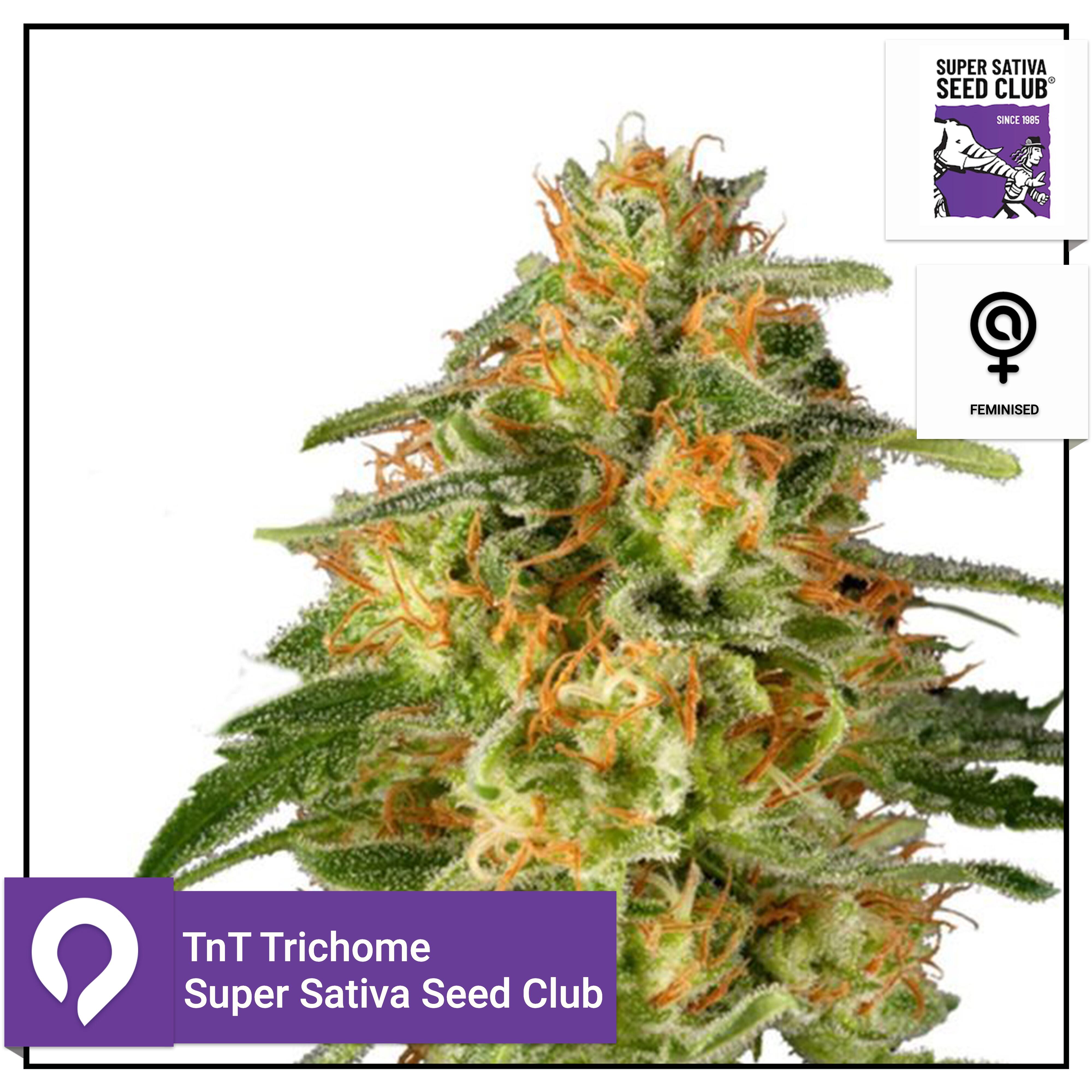 Tnt Trichome Super Sativa Seed Club Feminised Seeds Kazam Seeds