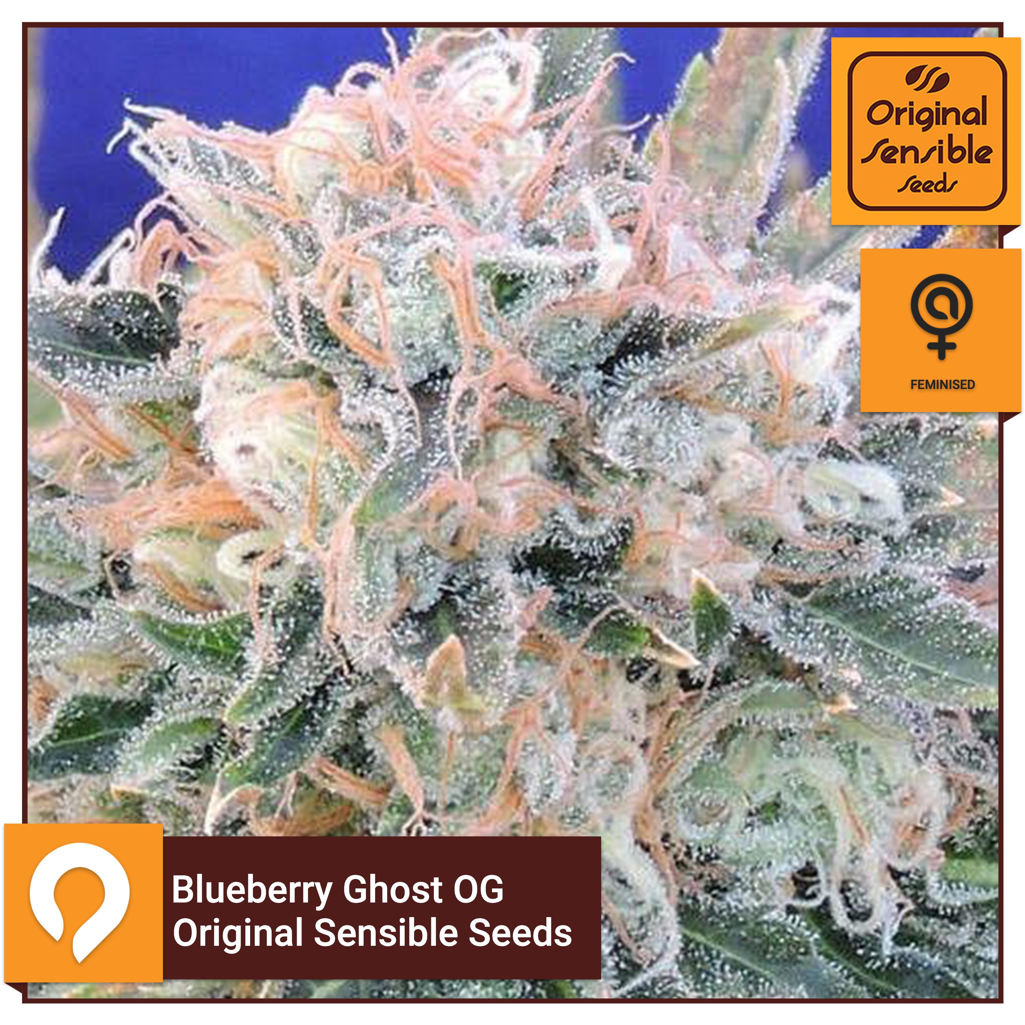 Blueberry Ghost OG Original Sensible Seeds Feminised Seeds Kazam