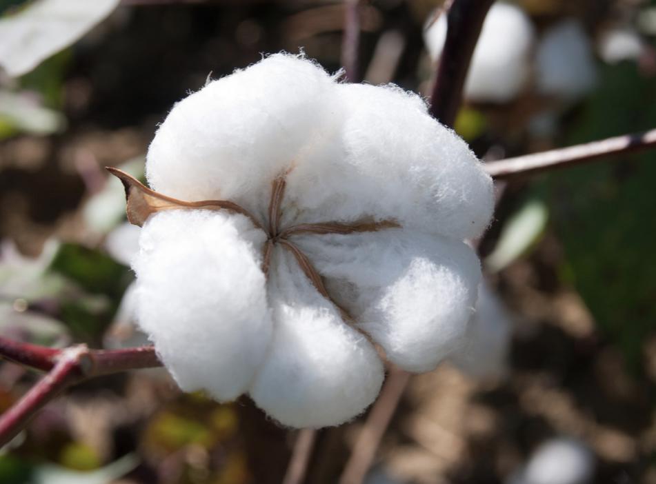 What's the deal with plant-based fashion? How does it benefit you and the planet?