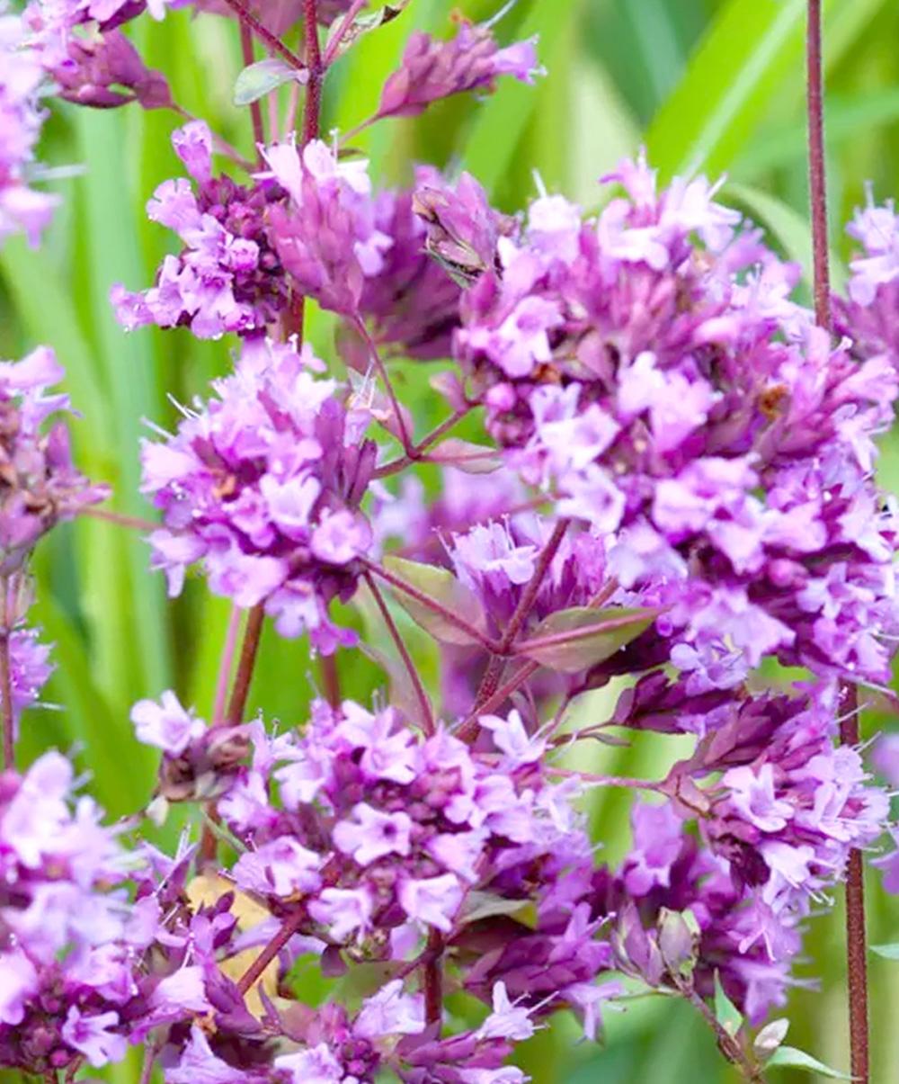 Flowering Oregano Tops