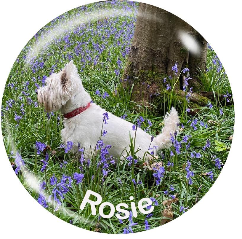 Personalised Pet Photo Magnets | Custom Magnet Gifts Featuring Pets. Made in the UK. Metal Magnets.