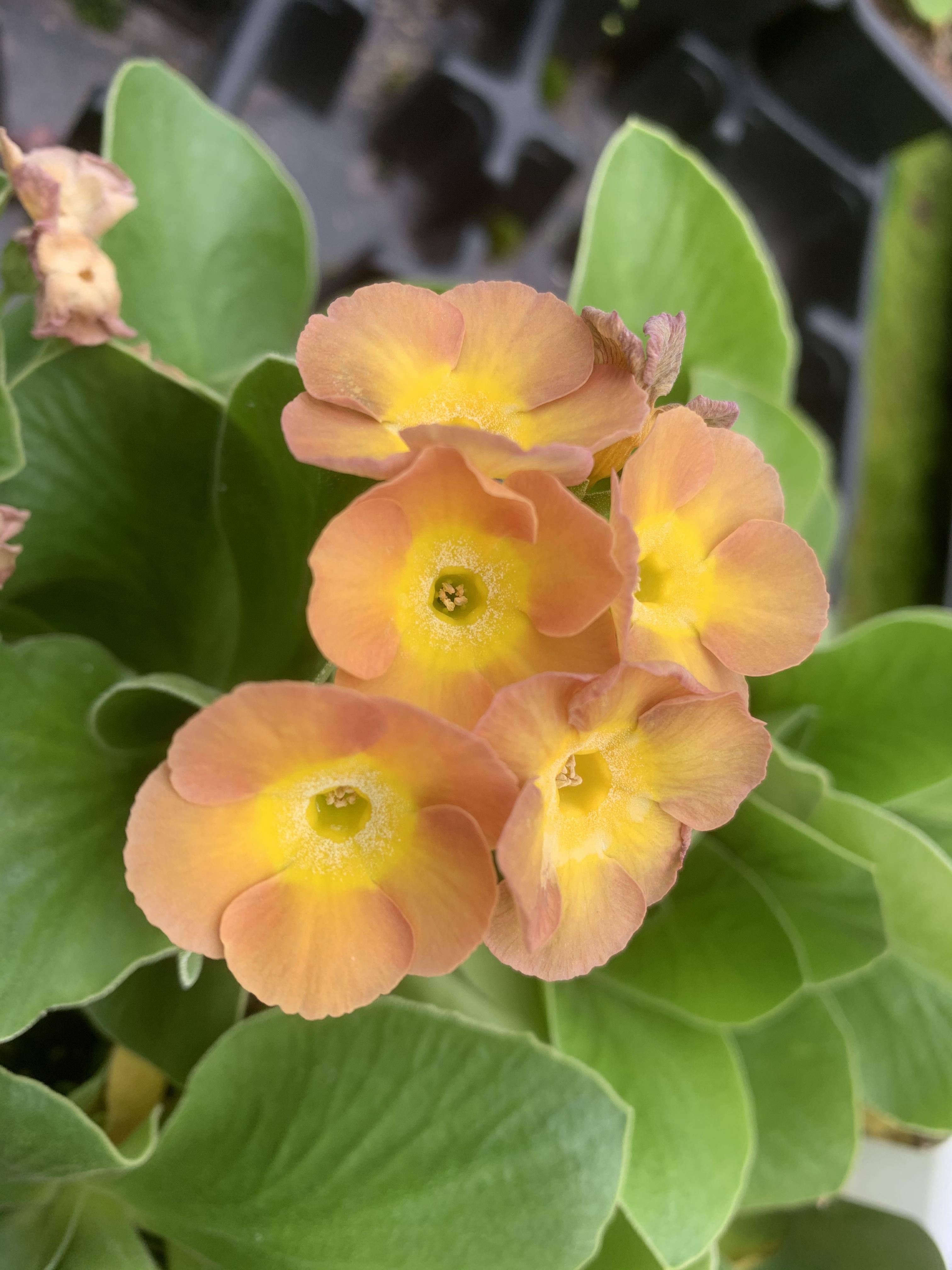 auricula play translation