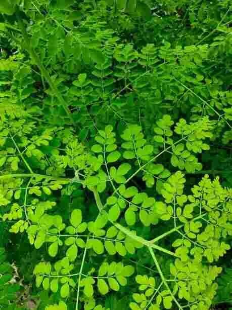 Drumstick Moringa Leaves The Magical Leaves With Immense Health Benefits