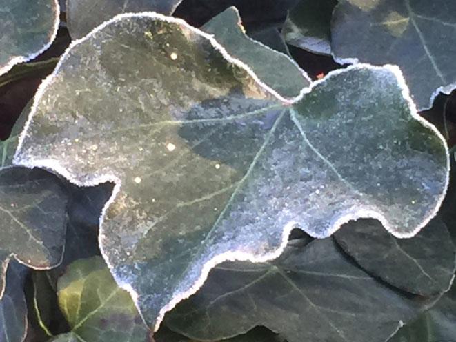 A Sugar-Dusting Of Frost