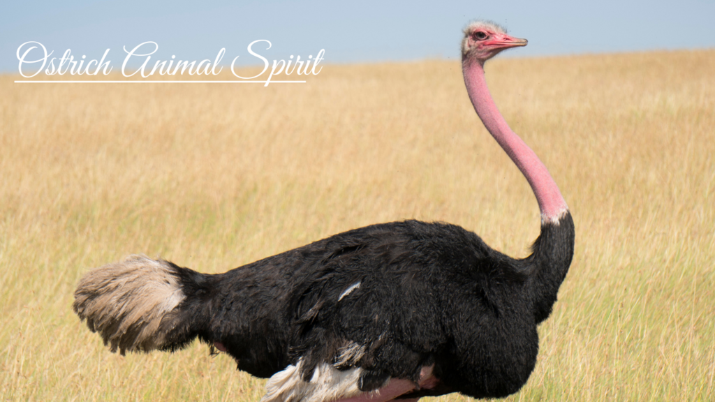 Embracing Growth and Grounding with the Ostrich as Your Guide