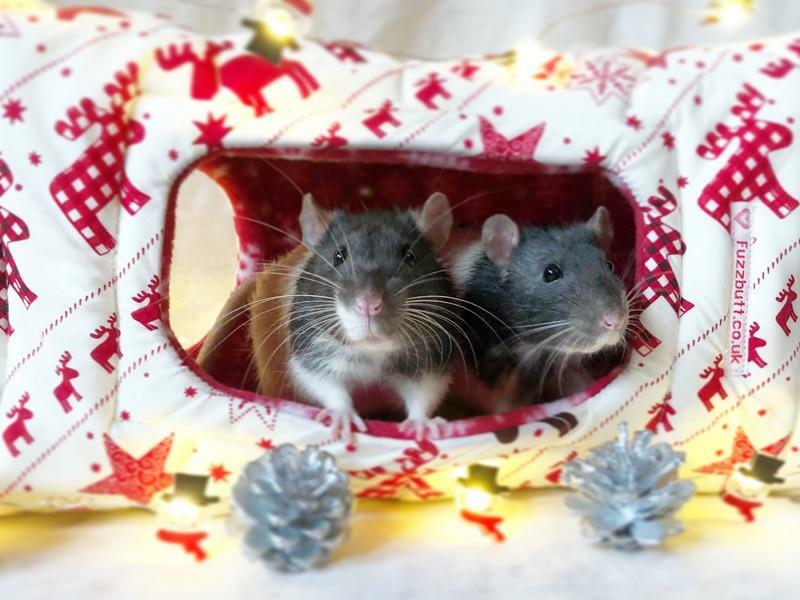Fuzzbutt Cheezwedge floor-standing or hanging corner house for your rat, chinchilla, guinea pig