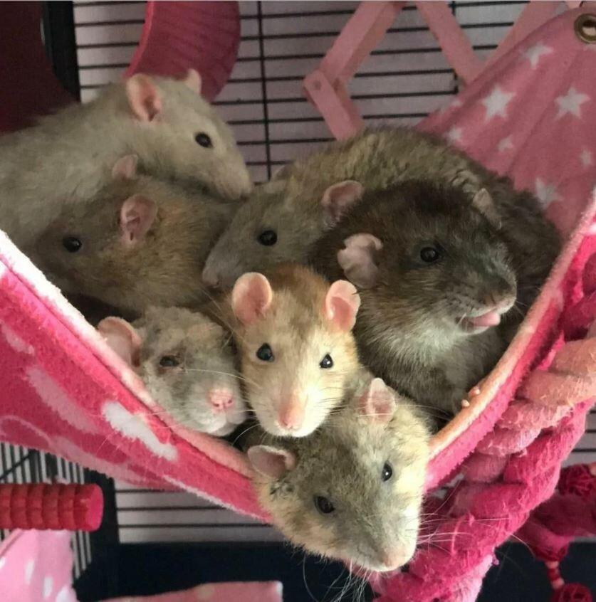 Fuzzbutt 12.5x17" hammock for rats, chinchillas, small furries, rat hammock, chinchilla hammock, uk rat hammock
