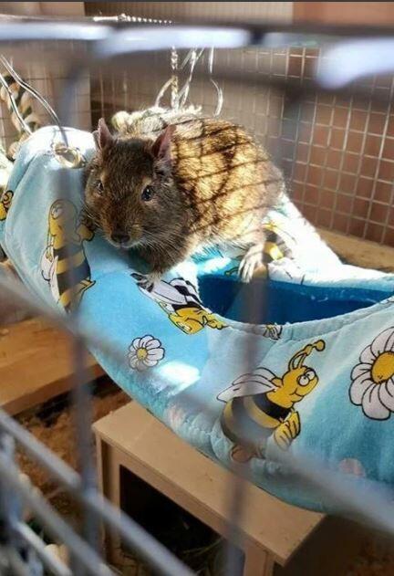Fuzzbutt XL hanging tube Choob for rats, chinchillas, small furries