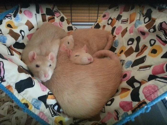 Fuzzbutt 12.5x17" hammock for rats, chinchillas, small furries, rat hammock, chinchilla hammock, uk rat hammock