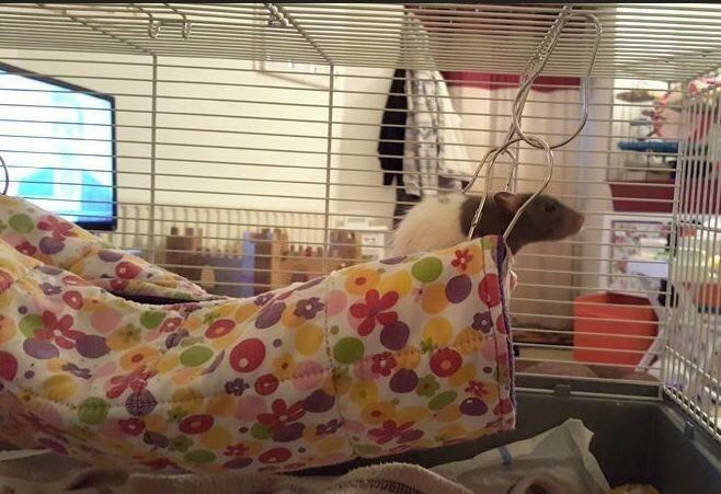 Large fleece hanging tube for rats, chinchillas, degu, small furries, Fuzzbutt XL Choob handmade in the UK