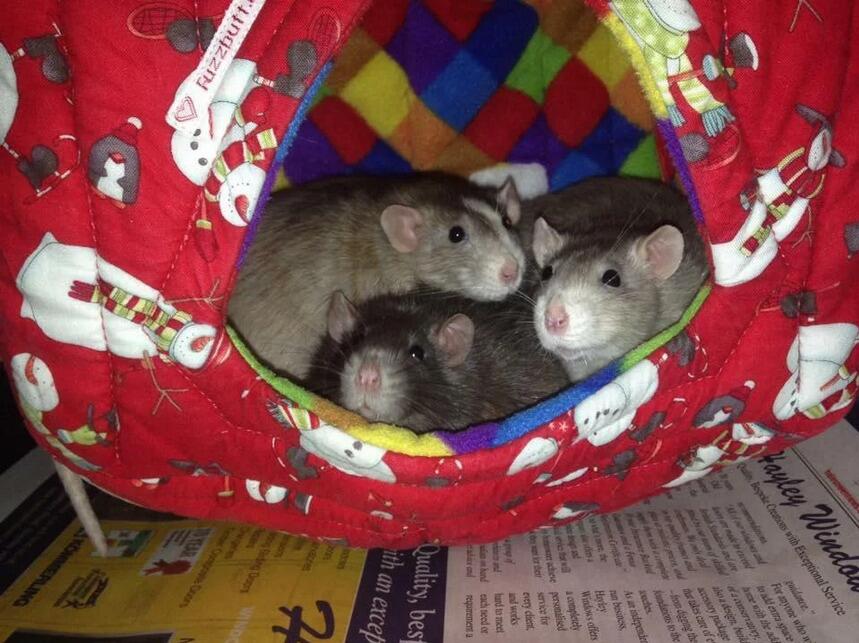 Luxury Hooj Cube, fleece rat house, rat cube, chinchilla house, guinea pig house, piggie house, chinchilla house, guinea pig house, piggie house, fuzzbutt cube
