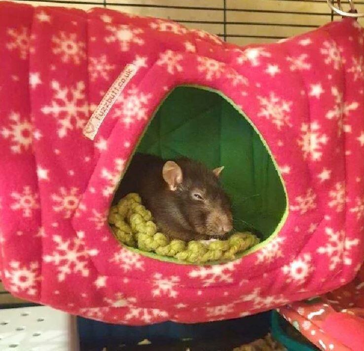 Luxury Hooj Cube, fleece rat house, rat cube, chinchilla house, guinea pig house, piggie house, chinchilla house, guinea pig house, piggie house, fuzzbutt cube