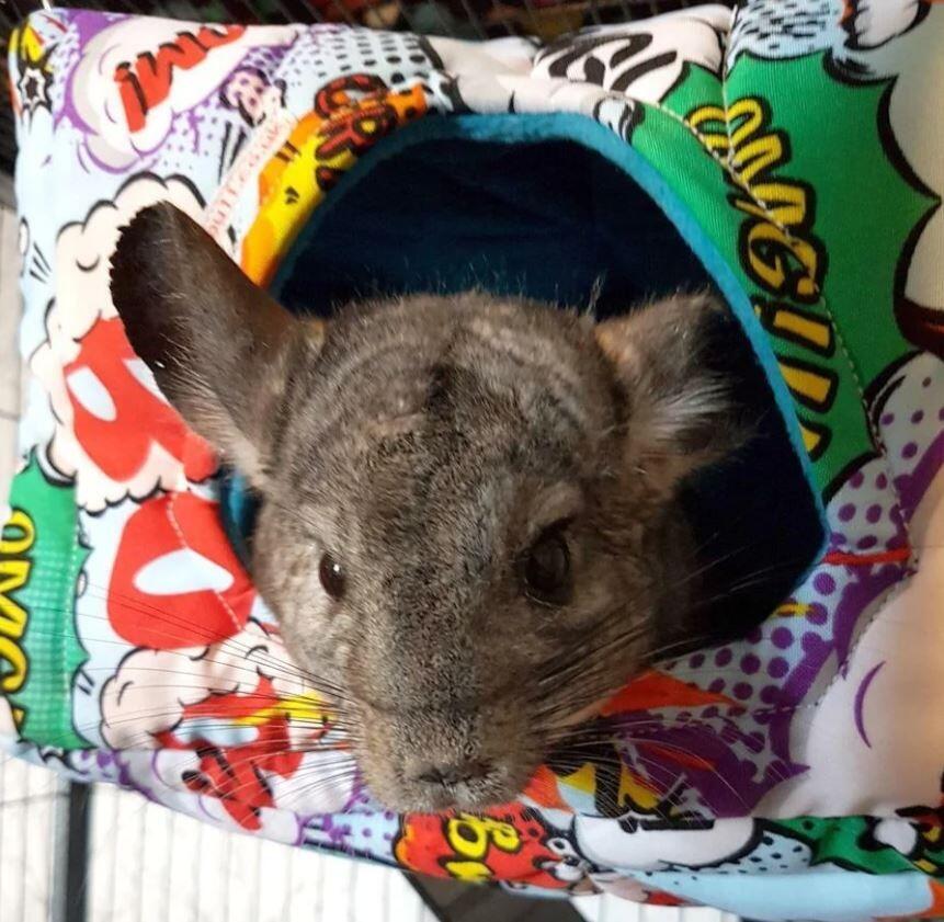 Luxury Hooj Cube, fleece rat house, rat cube, chinchilla house, guinea pig house, piggie house, chinchilla house, guinea pig house, piggie house, fuzzbutt cube